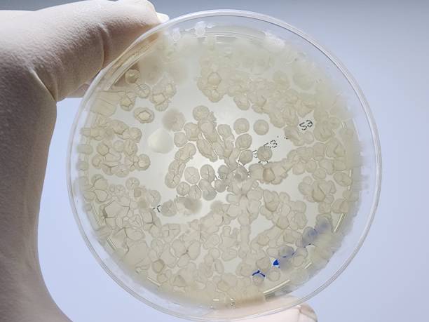 istock Microbial culture observation concept photo 1644176516