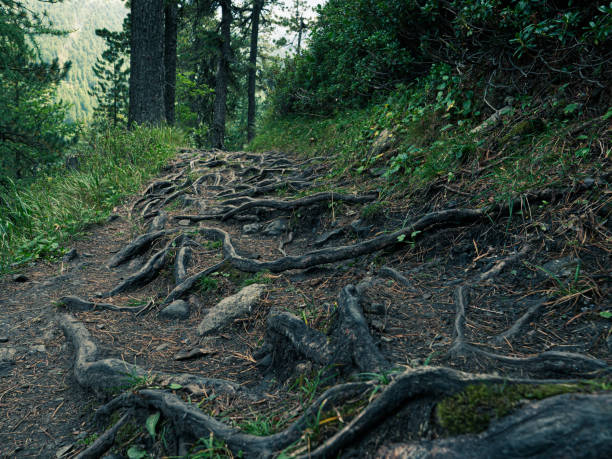 istock Dolomites. The path in the wood. 1644177169