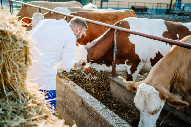 istock Veterinarian working at cow farm 1644177721