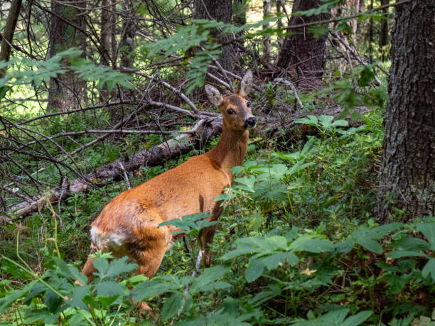 Dolomites. The roe deer in the wood.