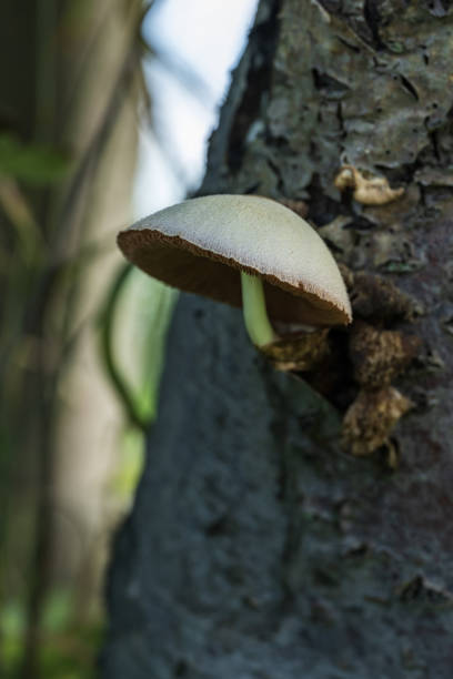 mushroom growing on a tree in the forest