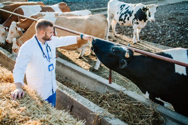 Veterinarian working at cow farm stock photo