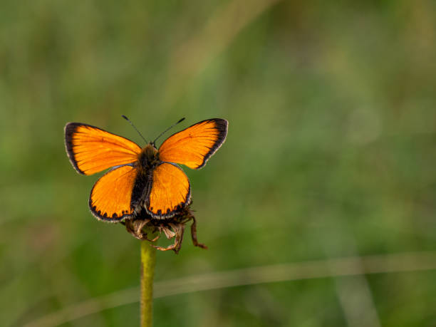 The butterfly lycaena on the flower.