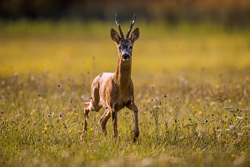 Roe deer male during rutting season, natural habitat.