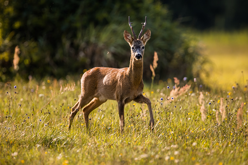 Roe deer male during rutting season, natural habitat.