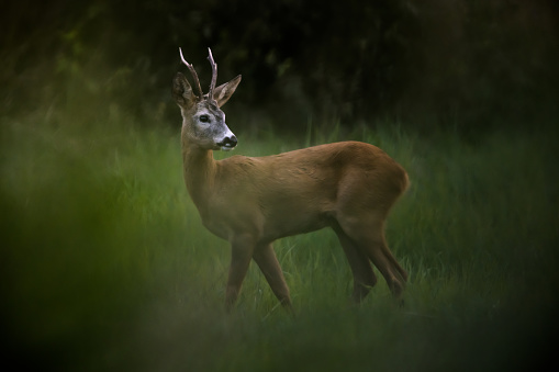 Roe deer male during rutting season, natural habitat.