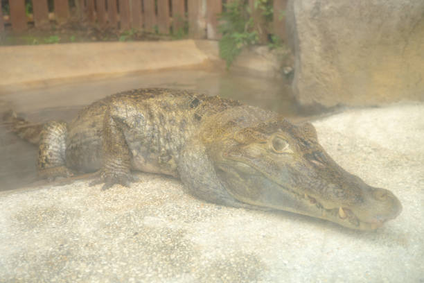 The photo is suitable to use for nature animal background, zoo poster and advertising.