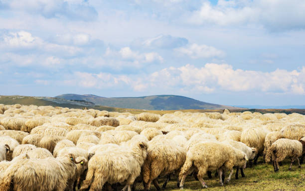 il gregge di pecore in montagna. - formaggio di pecora foto e immagini stock