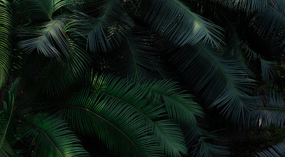 Fern leaves in forest texture background. Dense dark green fern leaves in garden. Nature abstract background. Fern at tropical forest. Beautiful dark green fern leaf texture background with sunlight.