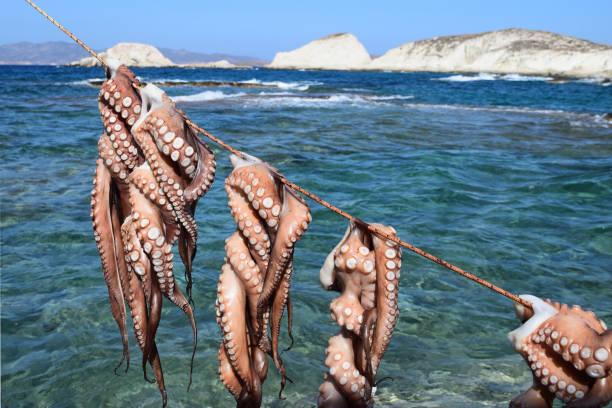 the greek method of drying octopuses in the sun. - day octopus imagens e fotografias de stock