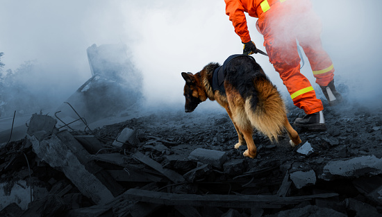 Search and rescue forces search through destroyed building with the help of rescue dogs