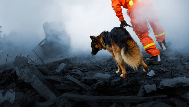 Search and rescue forces search through destroyed building with the help of rescue dogs stock photo
