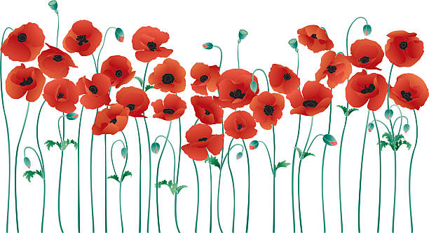 An illustration of a row of poppies Vector illustration of red poppies red poppy stock illustrations