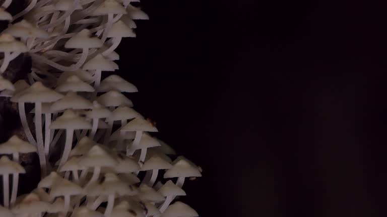 White mushroom in tropical rainforest.