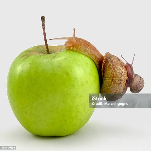 Zwei Schnecken Auf Einem Apple Stockfoto und mehr Bilder von Apfel - Apfel, Fotografie, Freisteller – Neutraler Hintergrund