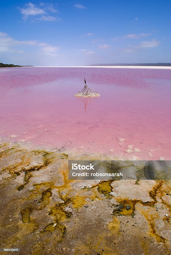 Pink Lake Port Gregory, Western Australia. January 19th 2011: The pink color on the lake is created by Dunaliella salina bacteria, which becomes trapped in the salt granules. Lake Stock Photo