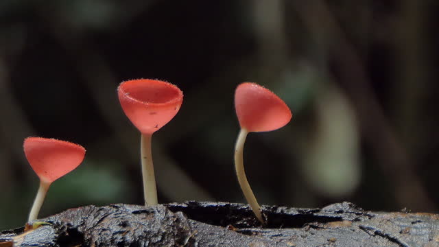 Pink Burn Cup on timber in tropical rainforest.