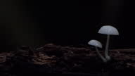 istock White mushroom in tropical rainforest. 1644209623