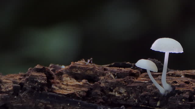 White mushroom in tropical rainforest.
