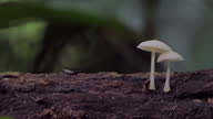 istock White mushroom in tropical rainforest. 1644212288