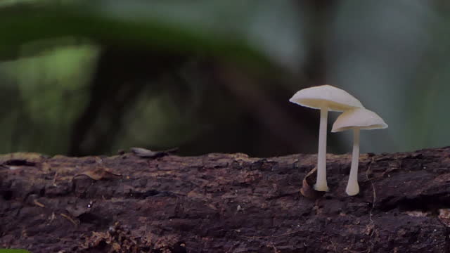 White mushroom in tropical rainforest.