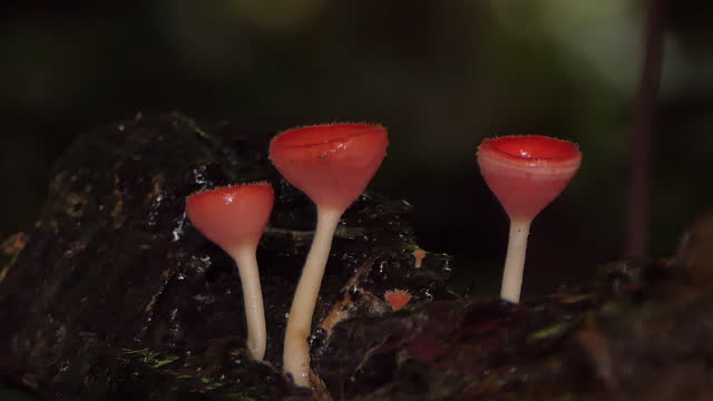 Pink Burn Cup on timber in tropical rainforest.