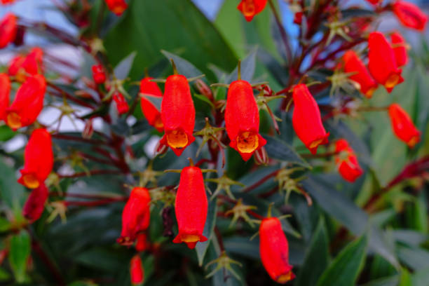 istock The mitraria flowers 1644218700