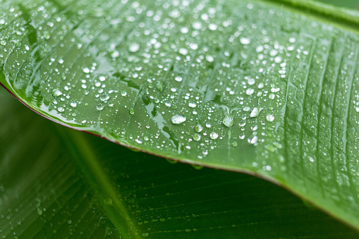 Close-up of raindrops on banana leaf background in rainy season. Macro, plant, nature, organic.Abstract green leaf