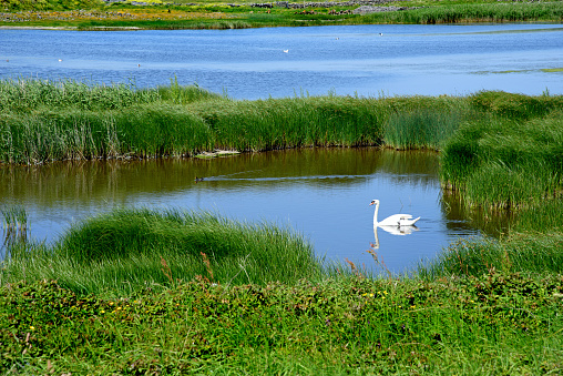 Small lake with mute swan Aran Island, Ireland
