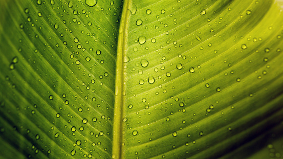 Close-up of green banana leaf background with details of a leaf-covered in water droplets. Macro vibrant plant nature organic. Abstract green leaf light.