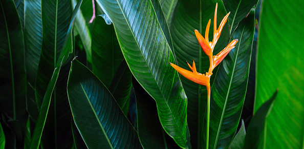 Orange  Heliconia flower on light and dark tropical leaf nature background. Heliconia flower green leaves and a nature background