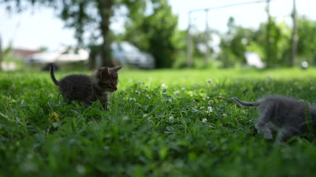 Small kitten on grass in back yard
