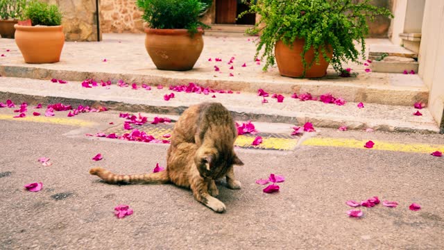 Homeless red cat sitting in flower petals