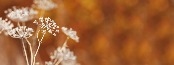 Abstract autumnal backgrounds for your design. Close up dry autumn grass in sunset sunrise sunlight. Autumn nature background with bokeh. Fall blurred background. Banner. Copy space.