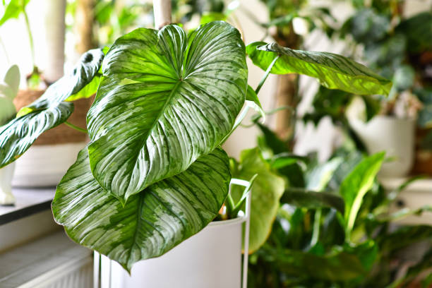 istock Tropical 'Philodendron Mamei' houseplant 1644230315