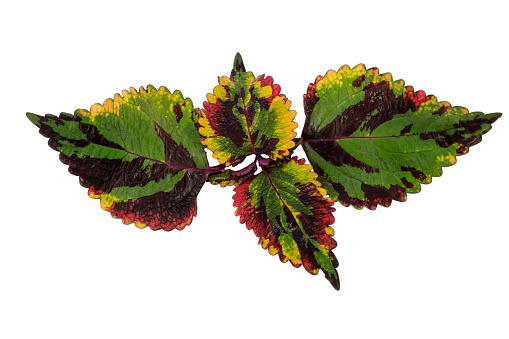 Coleus Blumei ornamental plant. isolated on white background