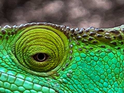 A portrait of a central bearded bartagame