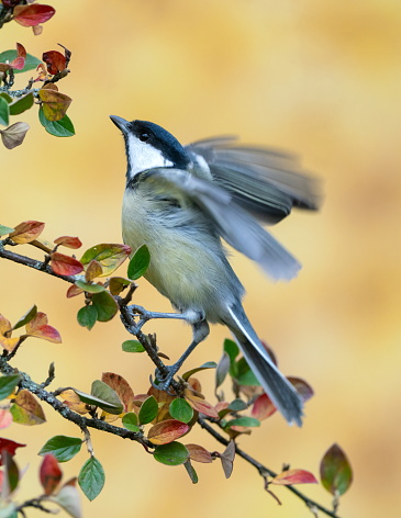 Great tit on a Hawthorn twig in autumn,Eifel,Germany.\nPlease see more similar pictures on my Portfolio.\nThank you!