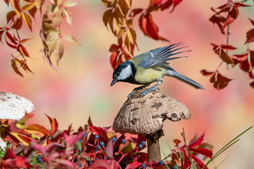 Great tit in autumn,Eifel,Germany.\nPlease see more similar pictures on my Portfolio.\nThank you!