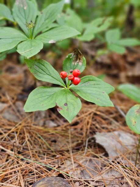 istock Red berry forest Buck Pond New York State 1644238552