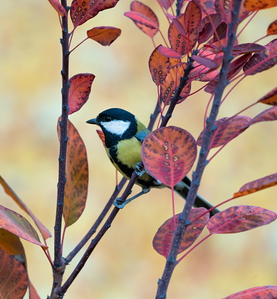 Great tit in autumn,Eifel,Germany.
Please see more similar pictures on my Portfolio.
Thank you!