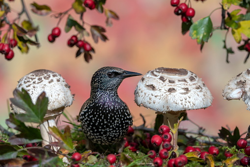 Starling in autumn,Eifel,Germany.\nPlease see more similar pictures on my Portfolio.\nThank you!