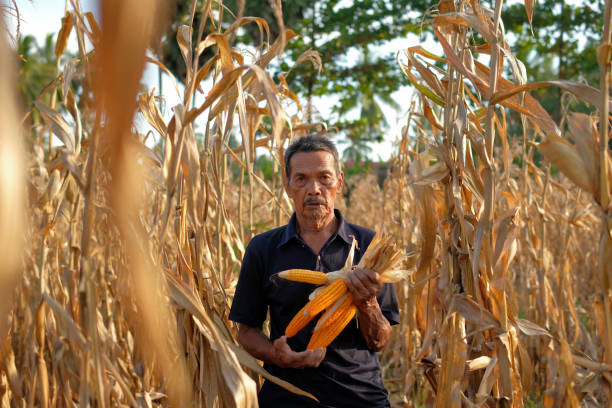 A farmer is harvesting dry corn in the field