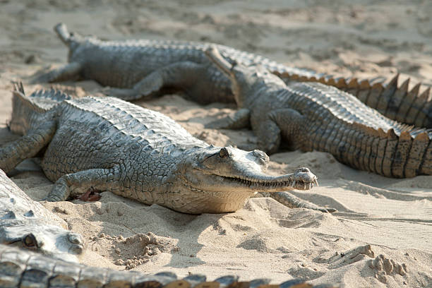 gharial krokodilleder in sand - chitwan stock-fotos und bilder