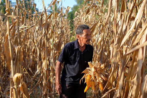 A farmer is harvesting dry corn in the field