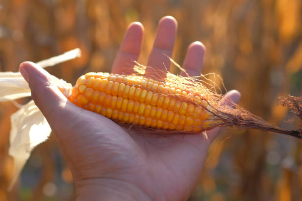 Farmer's hands holding harvested corn in the field