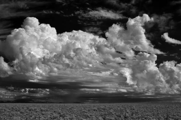 istock Sonora Desert Arizona in Infrared 1644254066
