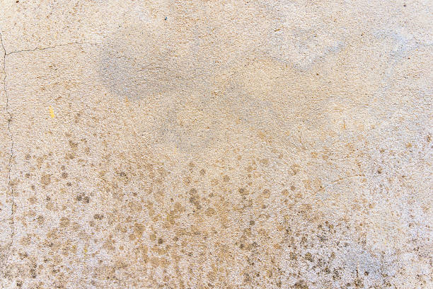 istock concrete wall texture detail - Natural stucco surface pattern background 1644255719