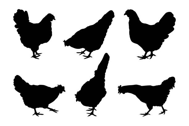 Hen chicken silhouette. Chicken silhouettes walking, eating. Black silhouettes of hens standing, walking and eating isolated on white background chickens in the poultry yard eating stock illustrations