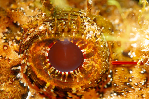 This fish is red, although underwater the red color is the first color that disappears. So the fish believe in its camouflage to eat and as protection.